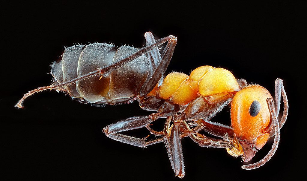 Ant Control service in Johns Creek, GA