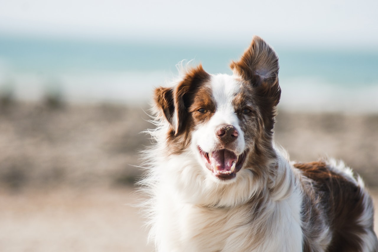 Flea & Tick Control service in Johns Creek, GA