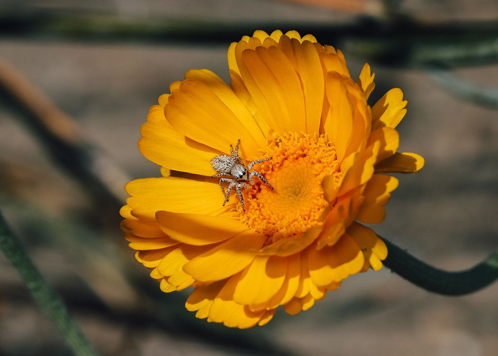 Spider Control service in Johns Creek, GA